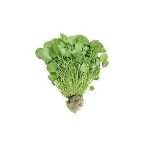 AGRIAO HIDROPONICO UN